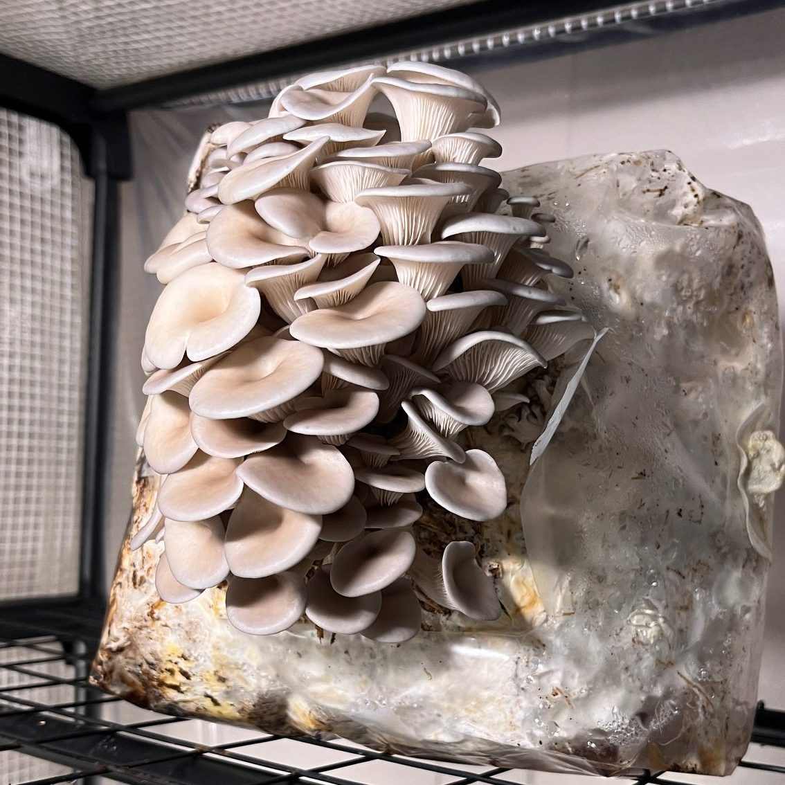 Growing Mushrooms on a Homestead: Perfect for Beginners and Intermediate- 3 Ingredient Guide