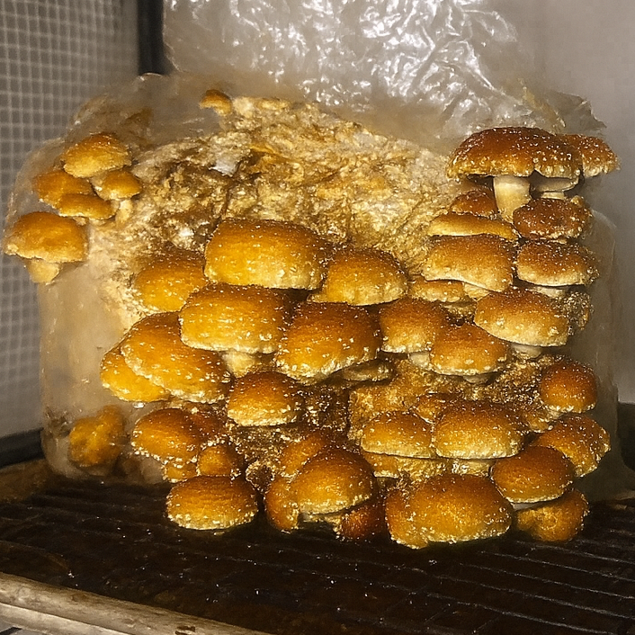 Growing Mushrooms on a Homestead: Save More Money with Advanced 3 Step Guide